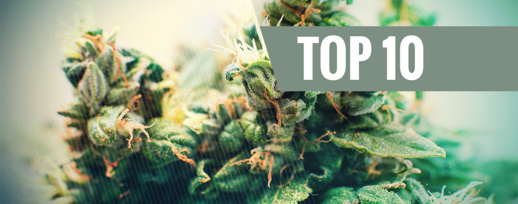 Top 10 Autoflowering Seeds