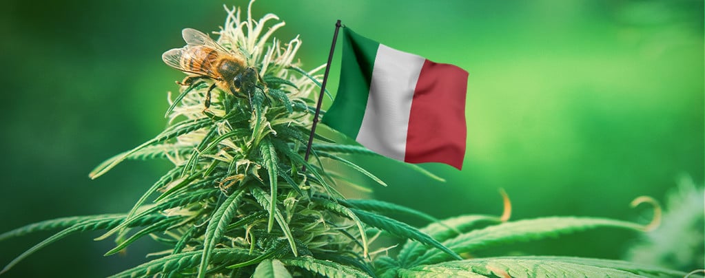 Best Outdoor Cannabis Strains To Grow In Italy
