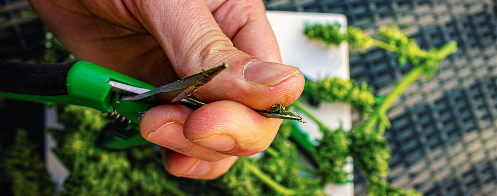 Clean Cannabis Trimming Scissors