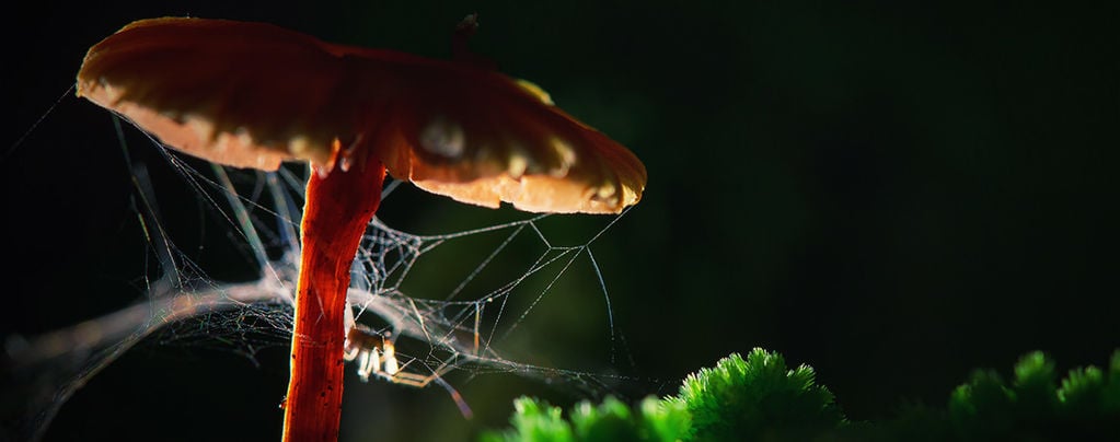 Spiders On Drugs: How Do Substances Affect Animals And Insects?