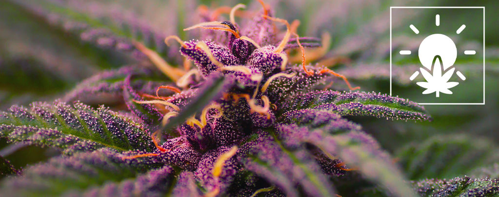 Purple Cannabis Buds