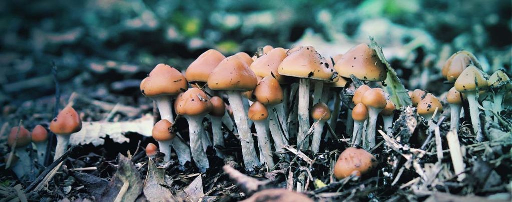 What Is Psilocybe Azurescens And How Do You Cultivate It?