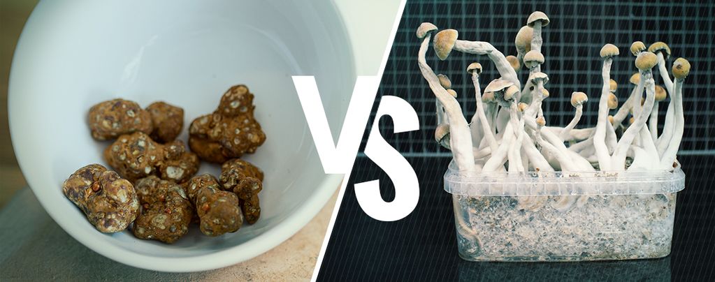 Difference Between Magic Truffles And Magic Mushrooms