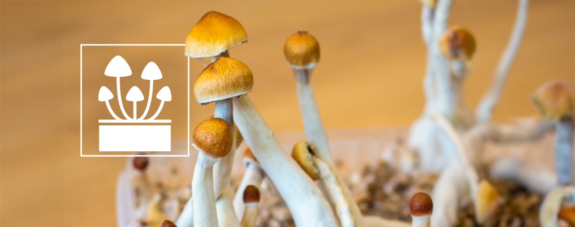 Top 5 Magic Mushroom Grow Kits