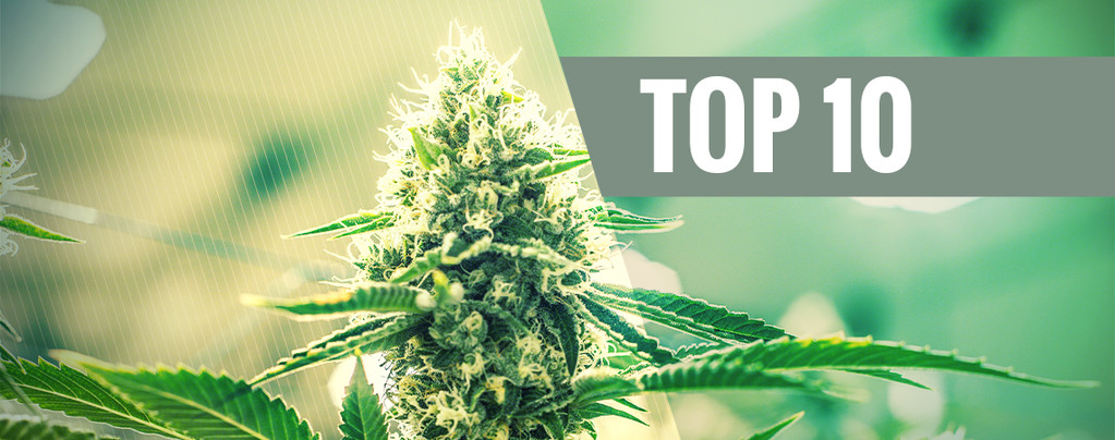 Top 10 Kush Cannabis Strains