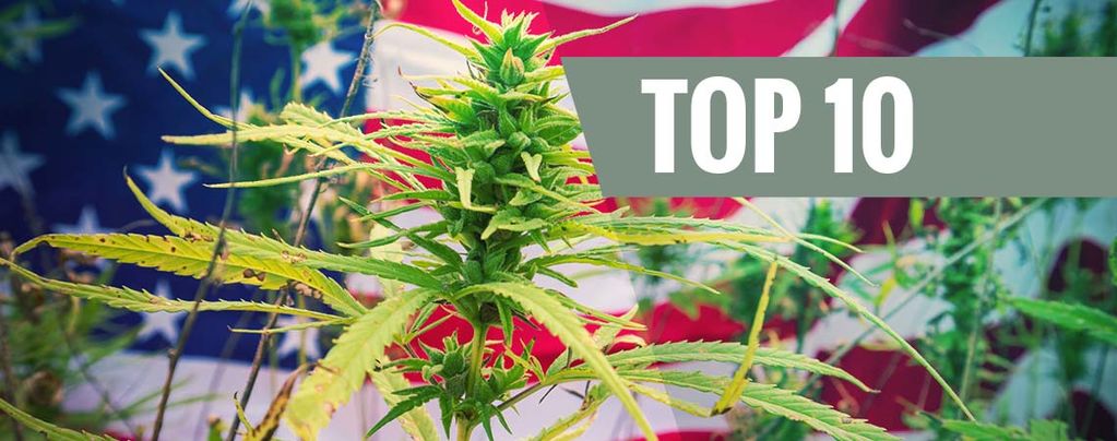 Top 10 Cannabis Strains From The USA