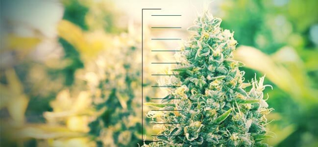 Top 10 Compact Cannabis Plants