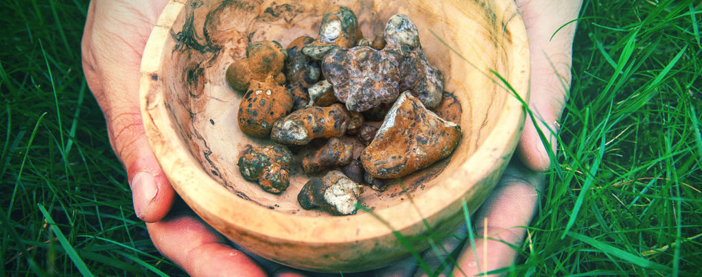 Meet Our Dynamic Duo Of Magic Truffles!