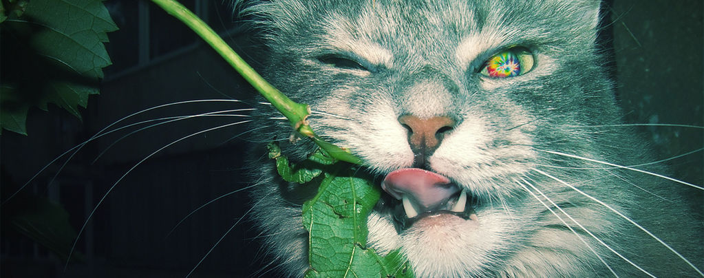 10 Animals That Love To Get High