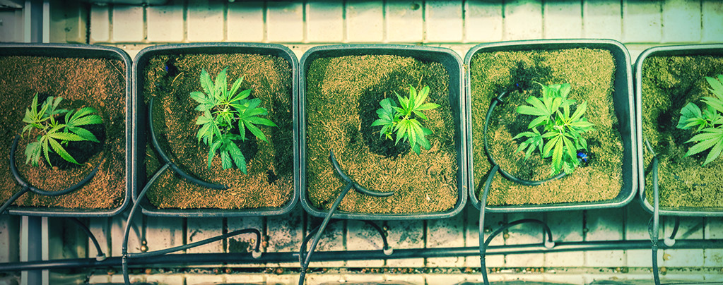 5 Ways To Increase Cannabis Yields