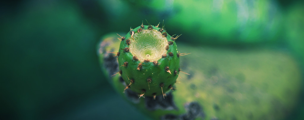 Mescaline Cacti