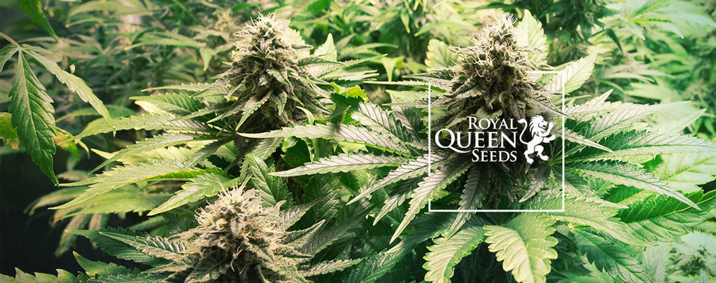Top 10 Cannabis Strains By Royal Queen Seeds