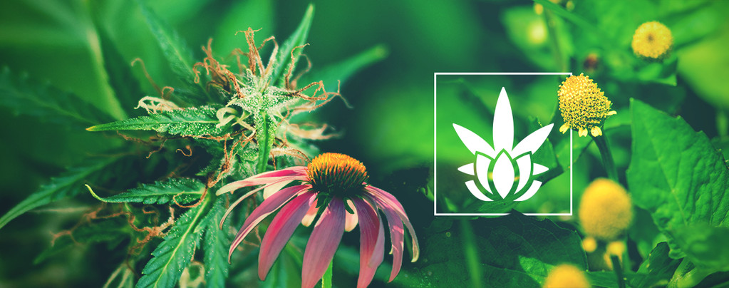 Alternative Plants Contain Cannabinoids