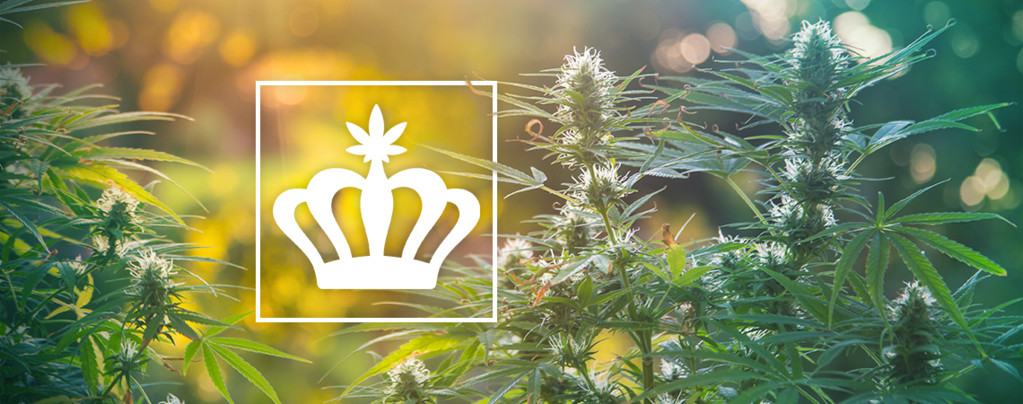 What Are Heirloom Cannabis Strains?