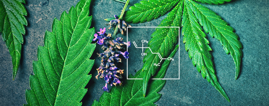 What Is Linalool And How Does It Interact With Cannabis?