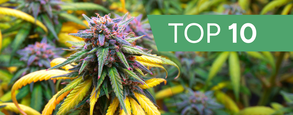 Top 10 Cannabis Strains For The Autumn Season