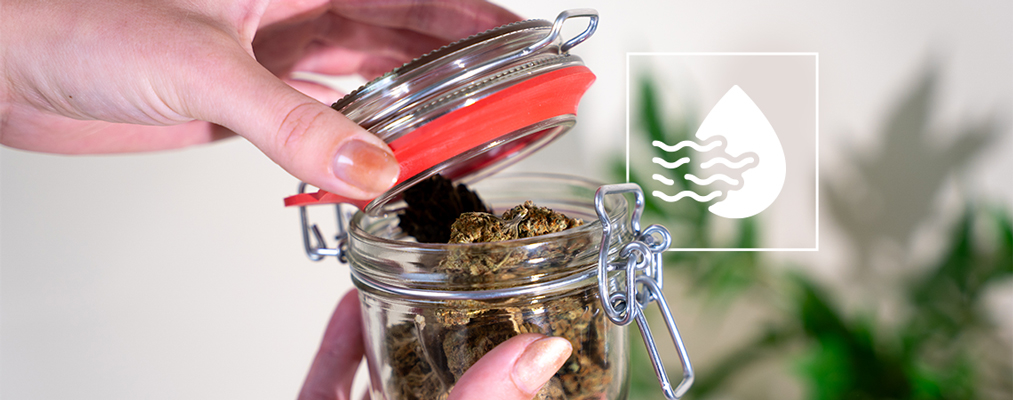 How To Properly Dry And Cure Cannabis Buds