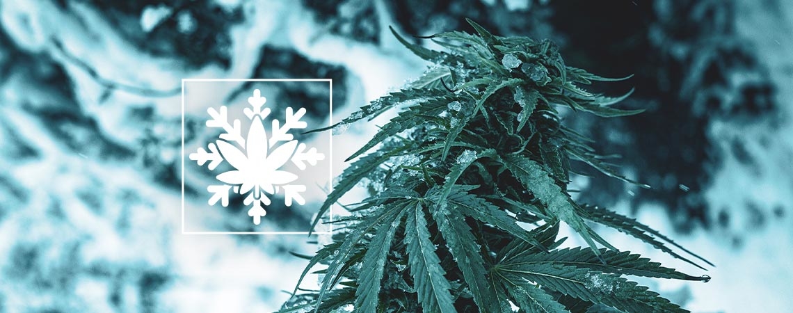How To Grow Cannabis In Winter (Yes, It's Possible!)