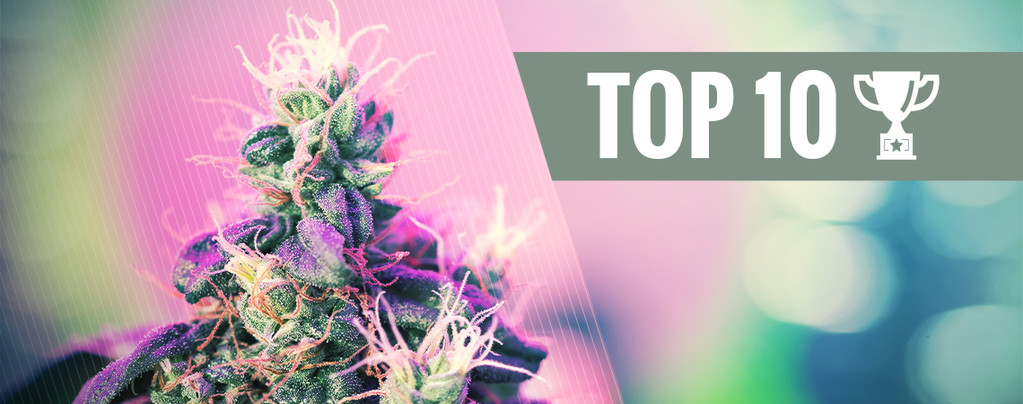Top 10 Award Winning Cannabis Strains