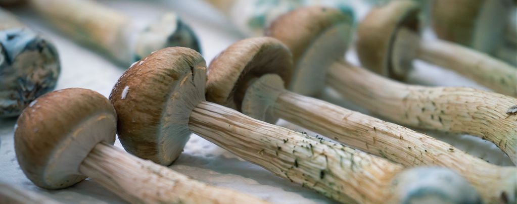 What Does Blue Bruising Mean On Magic Mushrooms?