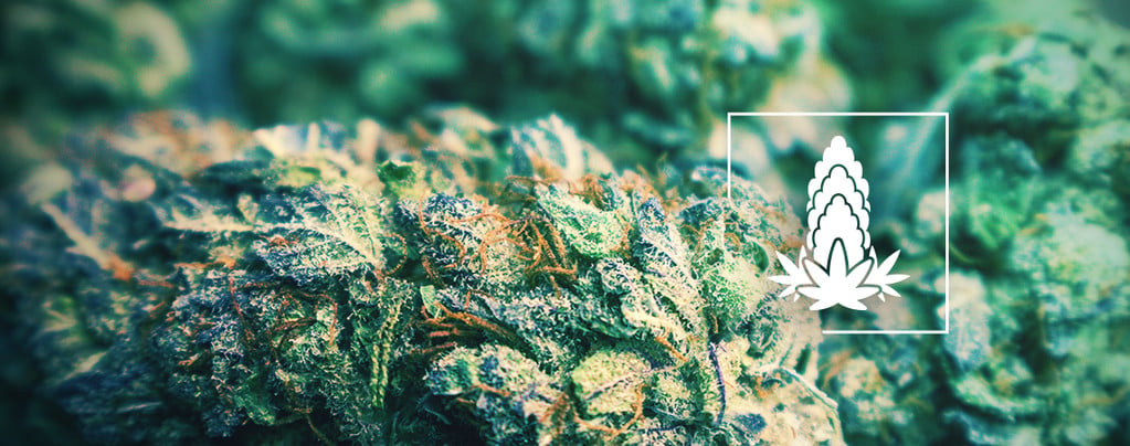 Improving The Density Of Cannabis Buds