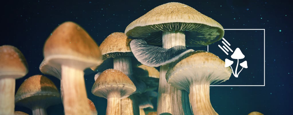 How Much Light Do Magic Mushrooms Need To Grow?
