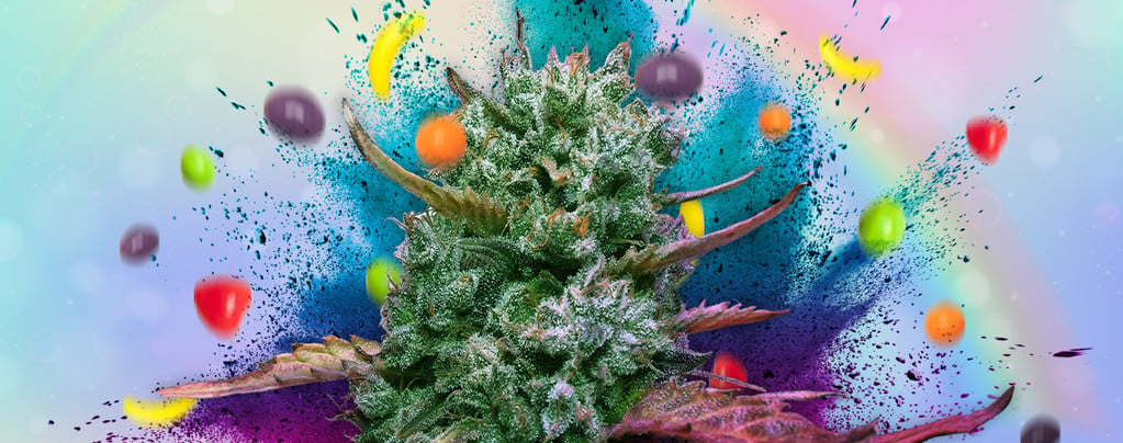 Runtz: Strain Review And Information