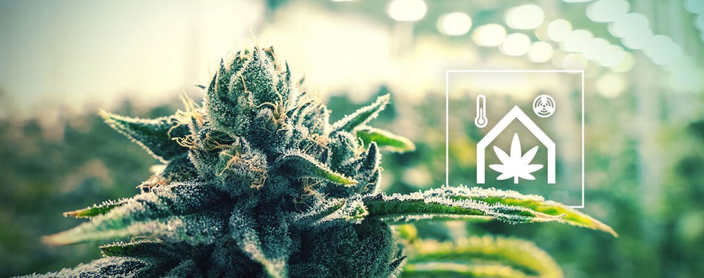 Making Your Cannabis Grow Room Easier To Manage