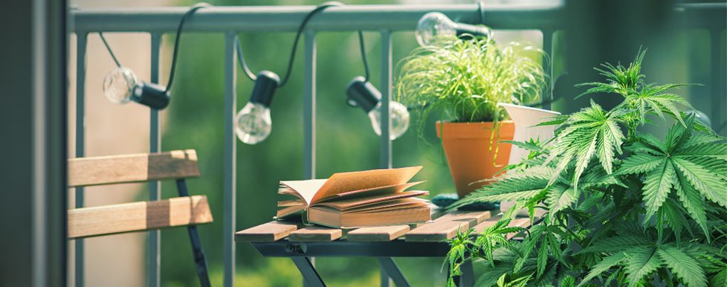Top 10 Cannabis Strains To Grow On A Balcony Or Terrace