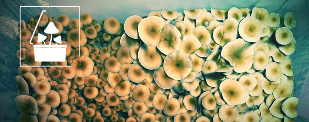 Grow Magic Mushrooms In Bulk Using Monotub Tek