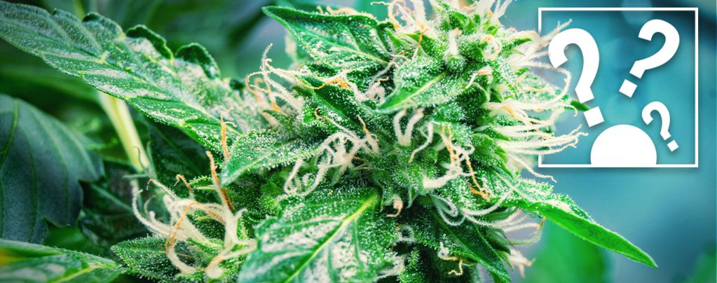Should Beginners Start With Autoflowering Cannabis Strains?