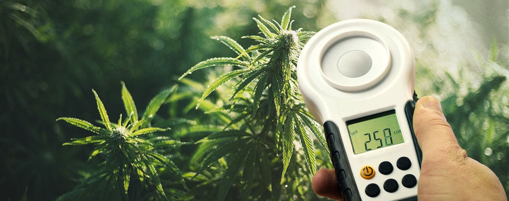 How To Improve Cannabis Yields Using A Lux Meter