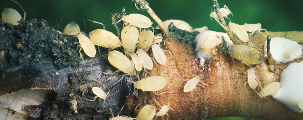 Cannabis Root Aphids And How To Combat Them
