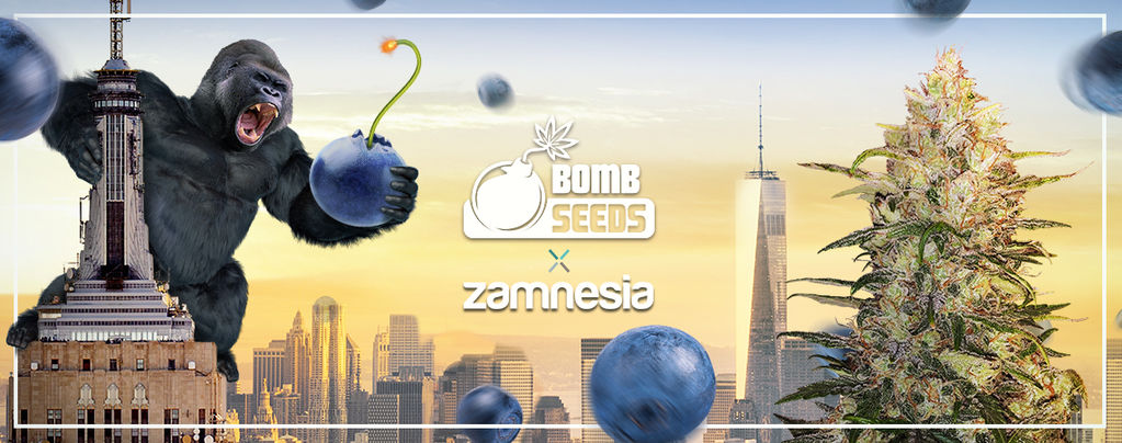 Bomberry Glue Auto (Bomb Seeds x Zamnesia) feminized