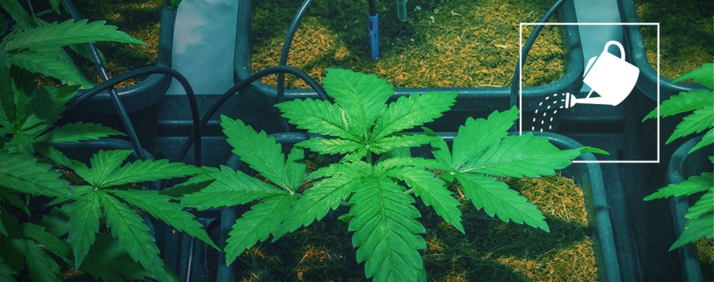 How To Water Cannabis Plants When You'Re Not At Home