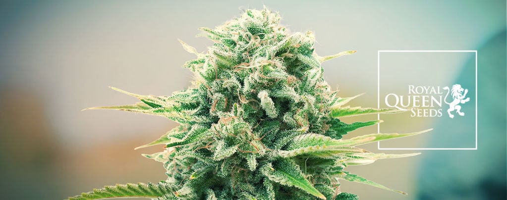 New Cannabis Strains From Royal Queen Seeds