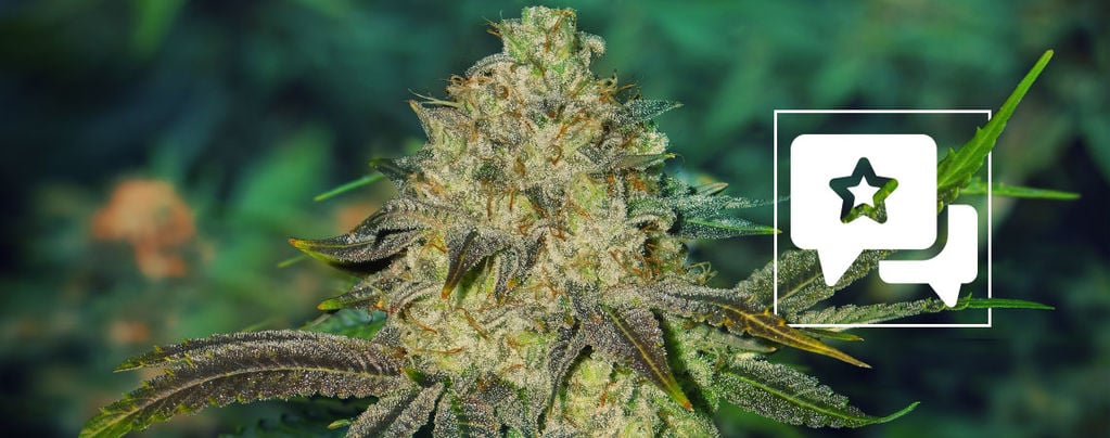 Watermelon Candy: Strain Review and Information