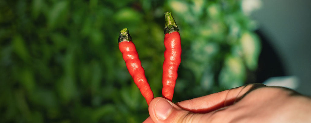 When And How To Harvest Hot Peppers