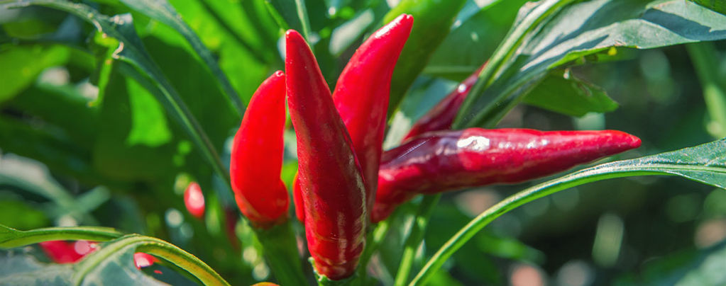 Best Companion Plants For Chilli Peppers