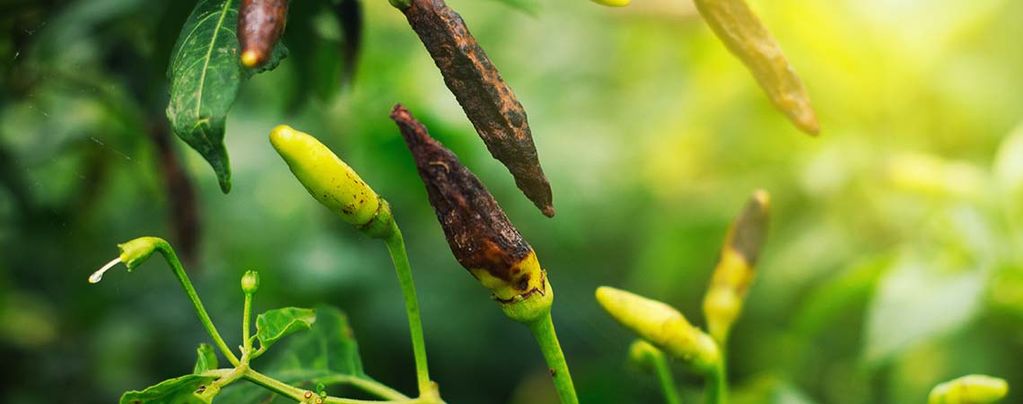 The Most Common Chilli Pepper Pests & Diseases