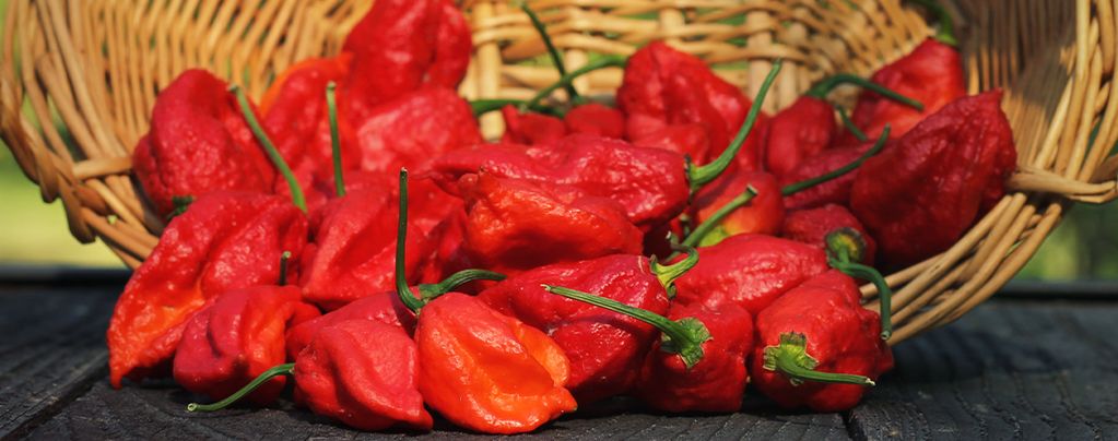 Tips For Growing Hotter Chilli Pepper Plants