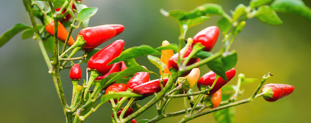 How To Grow Hot Peppers Outdoors
