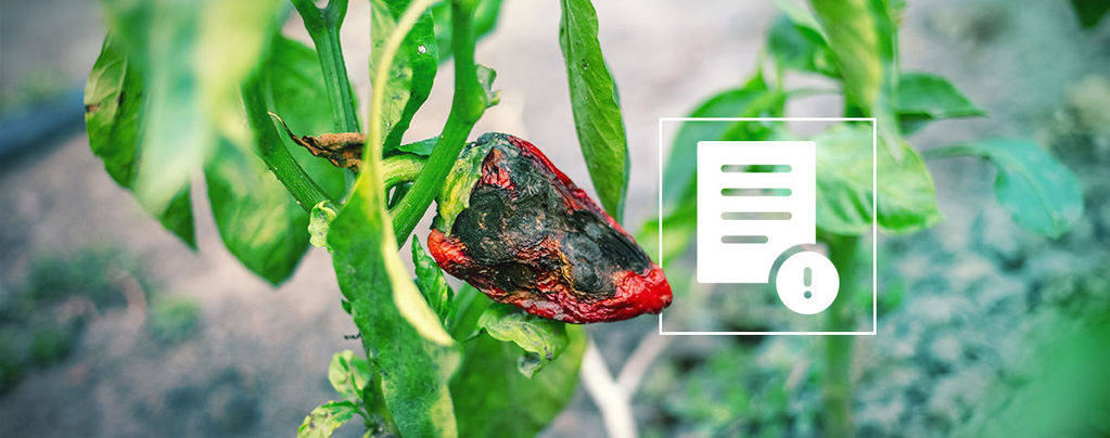 How To Get Rid Of Pests On Hot Pepper