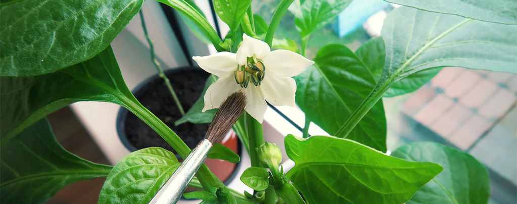 How To Hand Pollinate Chilli Plants