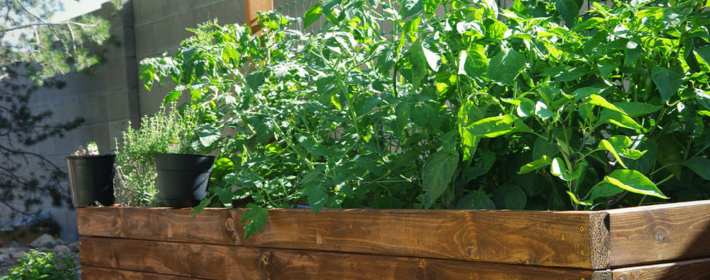 How To Create Raised Beds For Hot Peppers