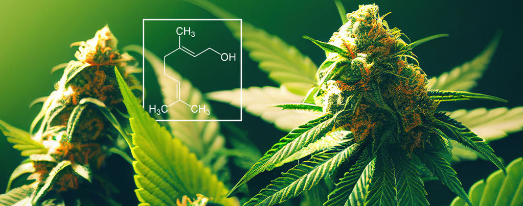 What Is Geraniol In Cannabis?