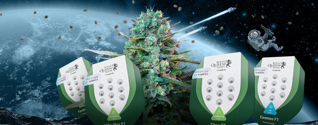 Introducing New F1 Hybrid Cannabis Seeds By Royal Queen Seeds