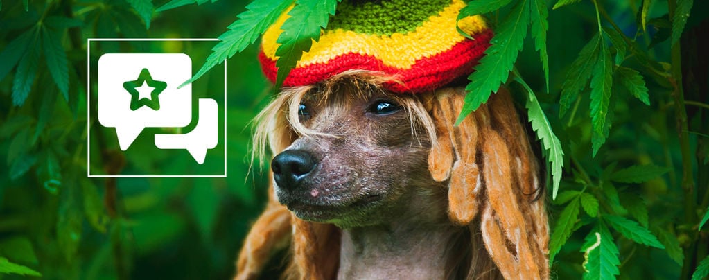 Is Secondhand Cannabis Smoke Bad For Your Pets?