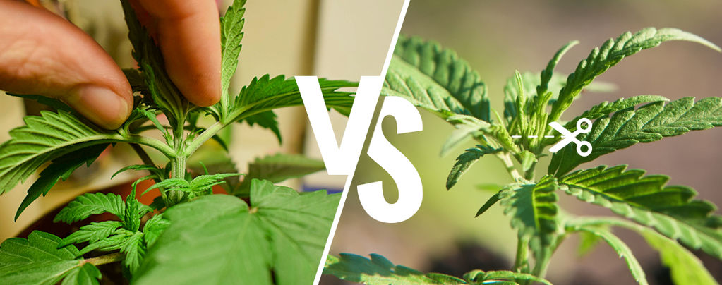 Cannabis Pruning: Topping Vs Fimming