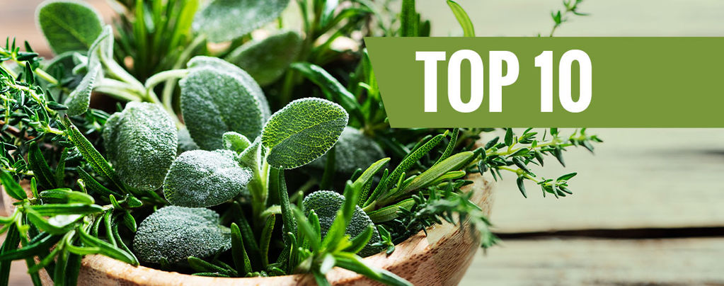Top 10 Easy-To-Grow Herbs 